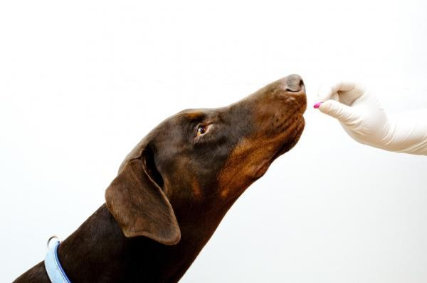 service dog trainer