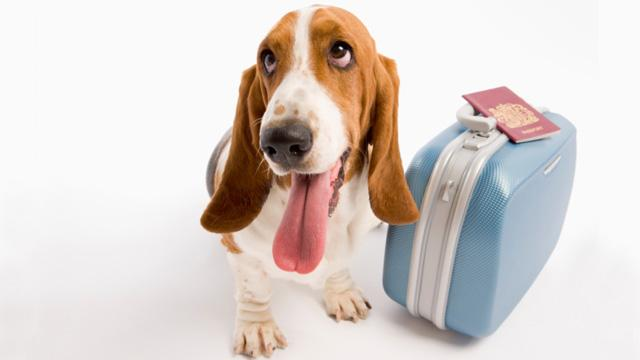 Dog with suitcase
