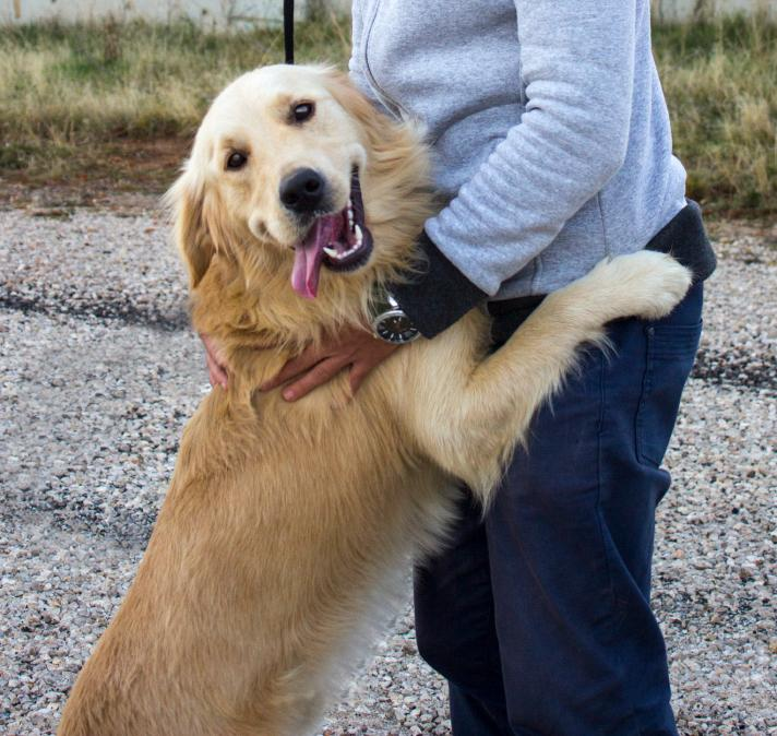 Emotional Support Dog