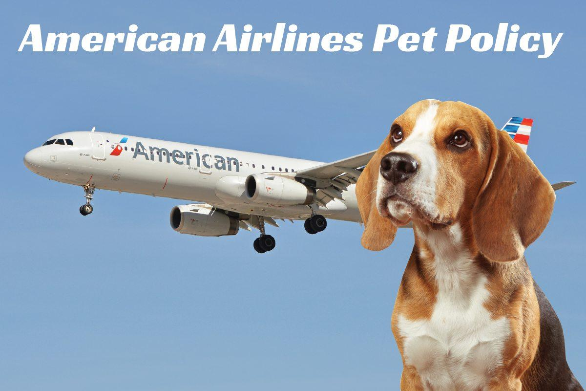 US Service Animals Can You Bring Your Pets Aboard American Airlines 