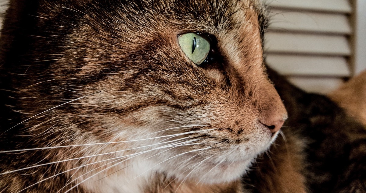 Emotional Support Cats Benefits & How To Register Your Cat