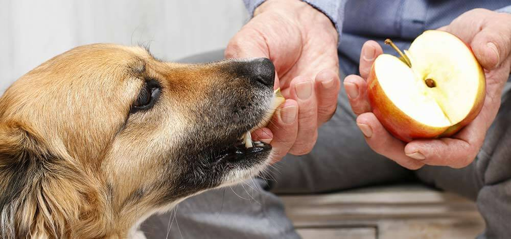 Dog Eating Apple