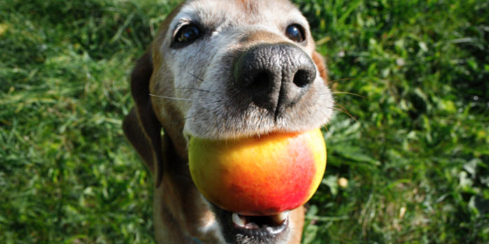 Dog With Apple