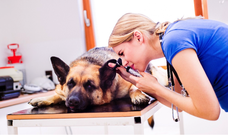 How to Diagnose A Dog Ear Infection