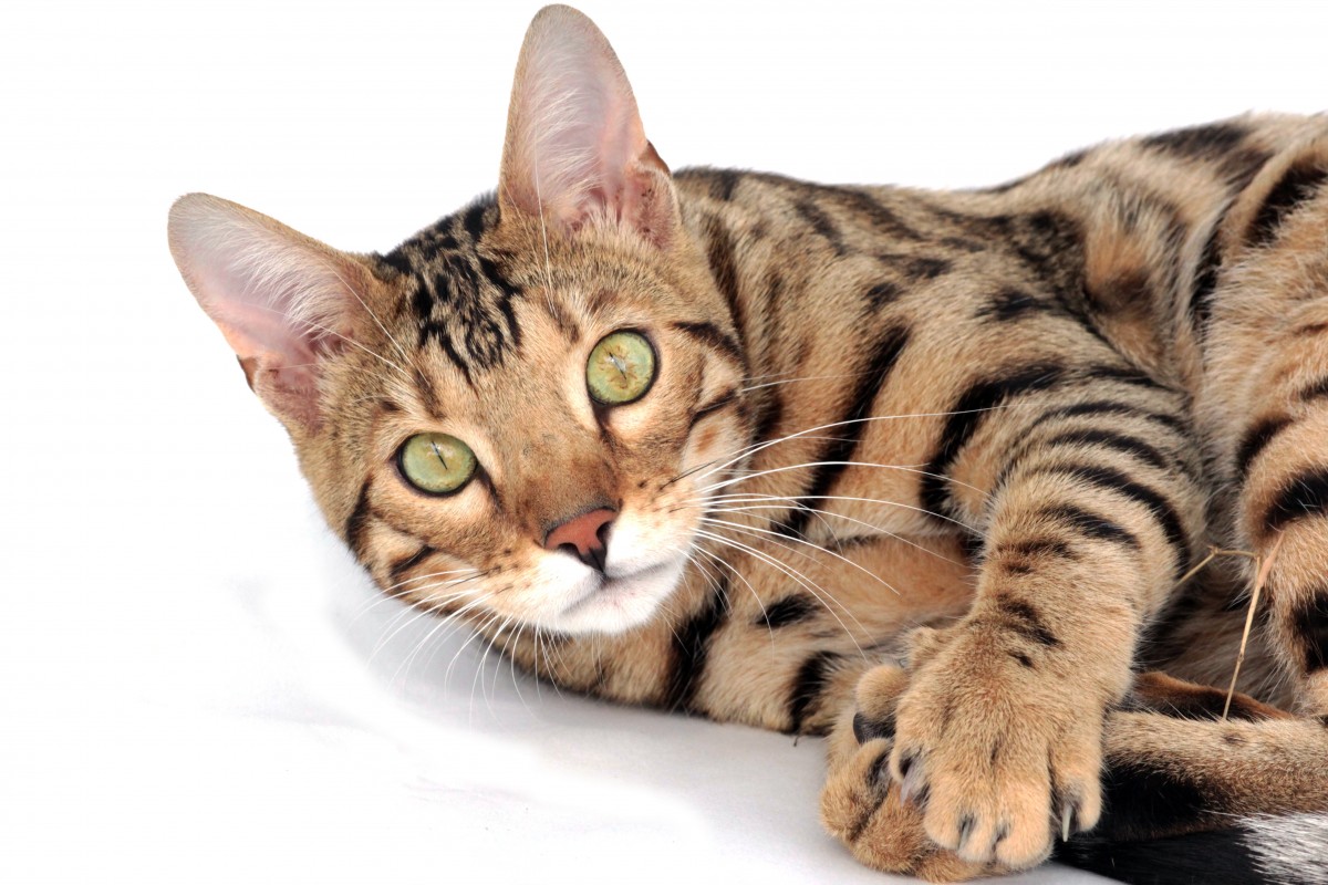 Savannah Cat Breed