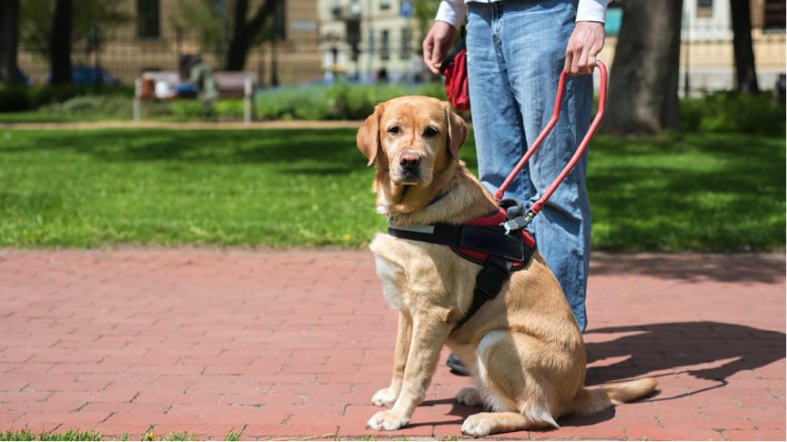 Service Dog Laws In Virginia