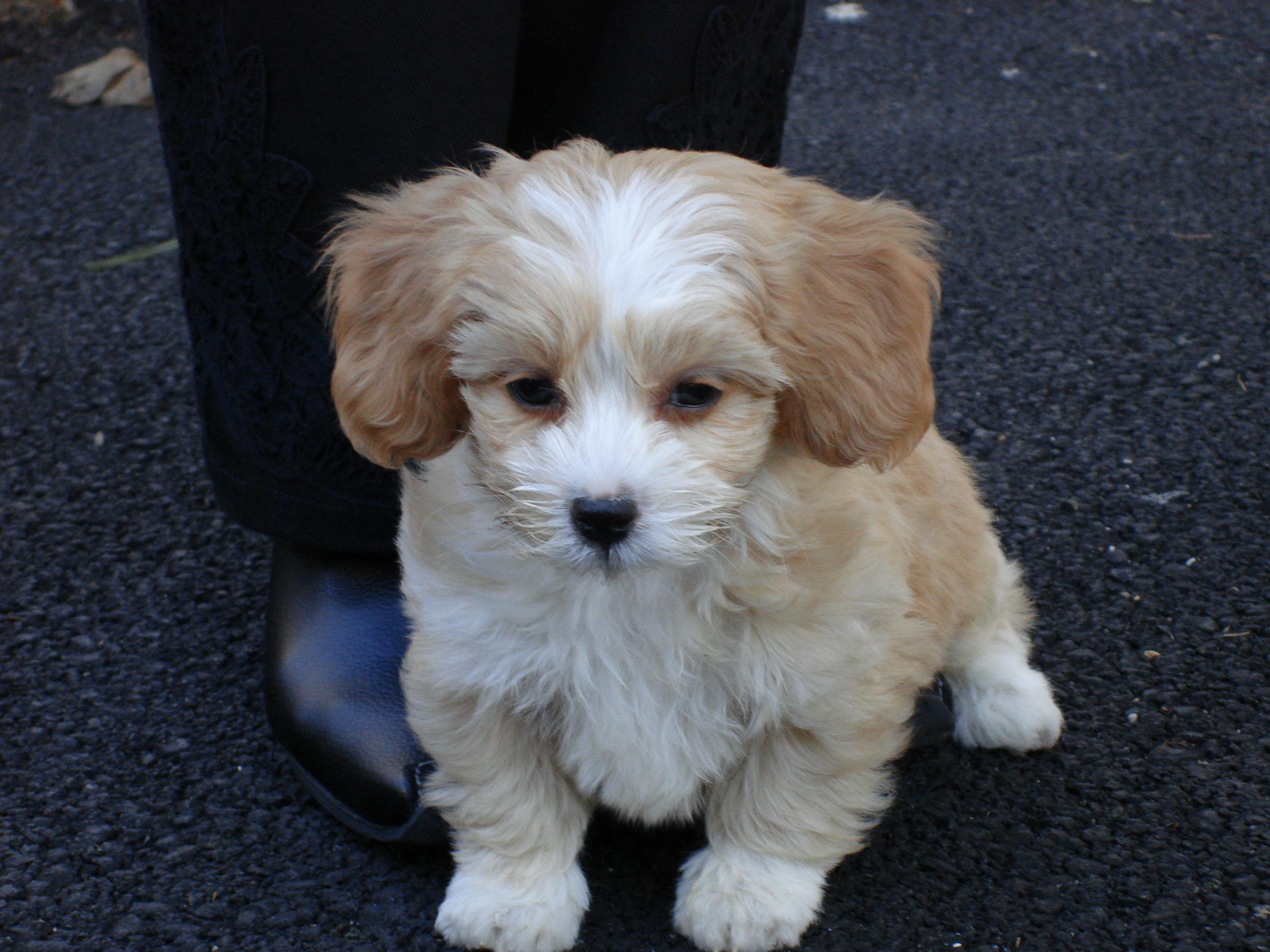 Shih Poo Breed Overview Personality Temperament More