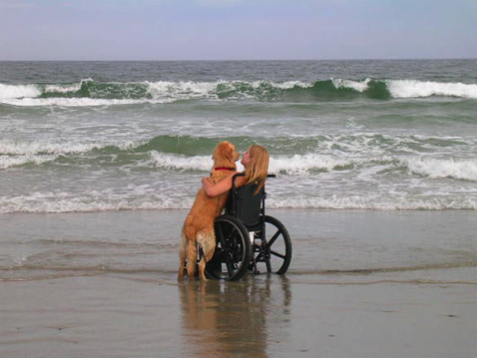 Service Animal Laws In Florida