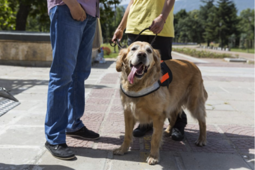 Psychiatric Service Dogs