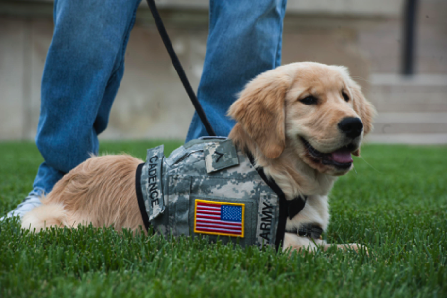 Service Dog For Veterans