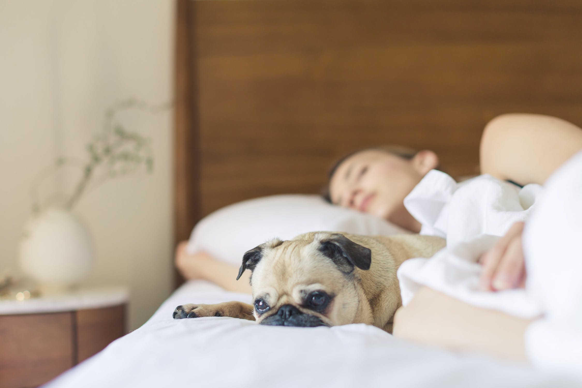 Pet Friendly Hotels in Chicago