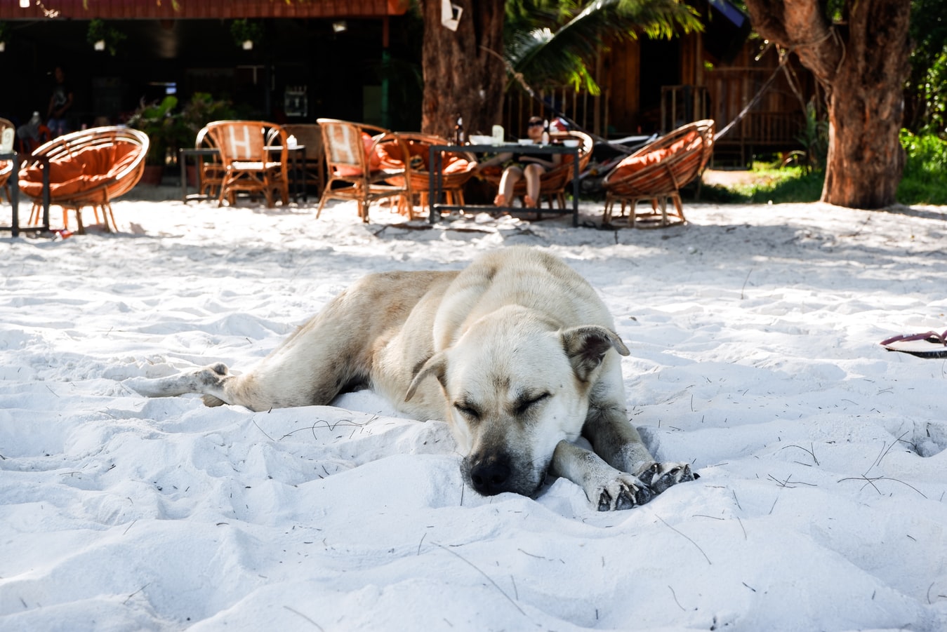 Pet-Friendly Hotels in Tallahassee