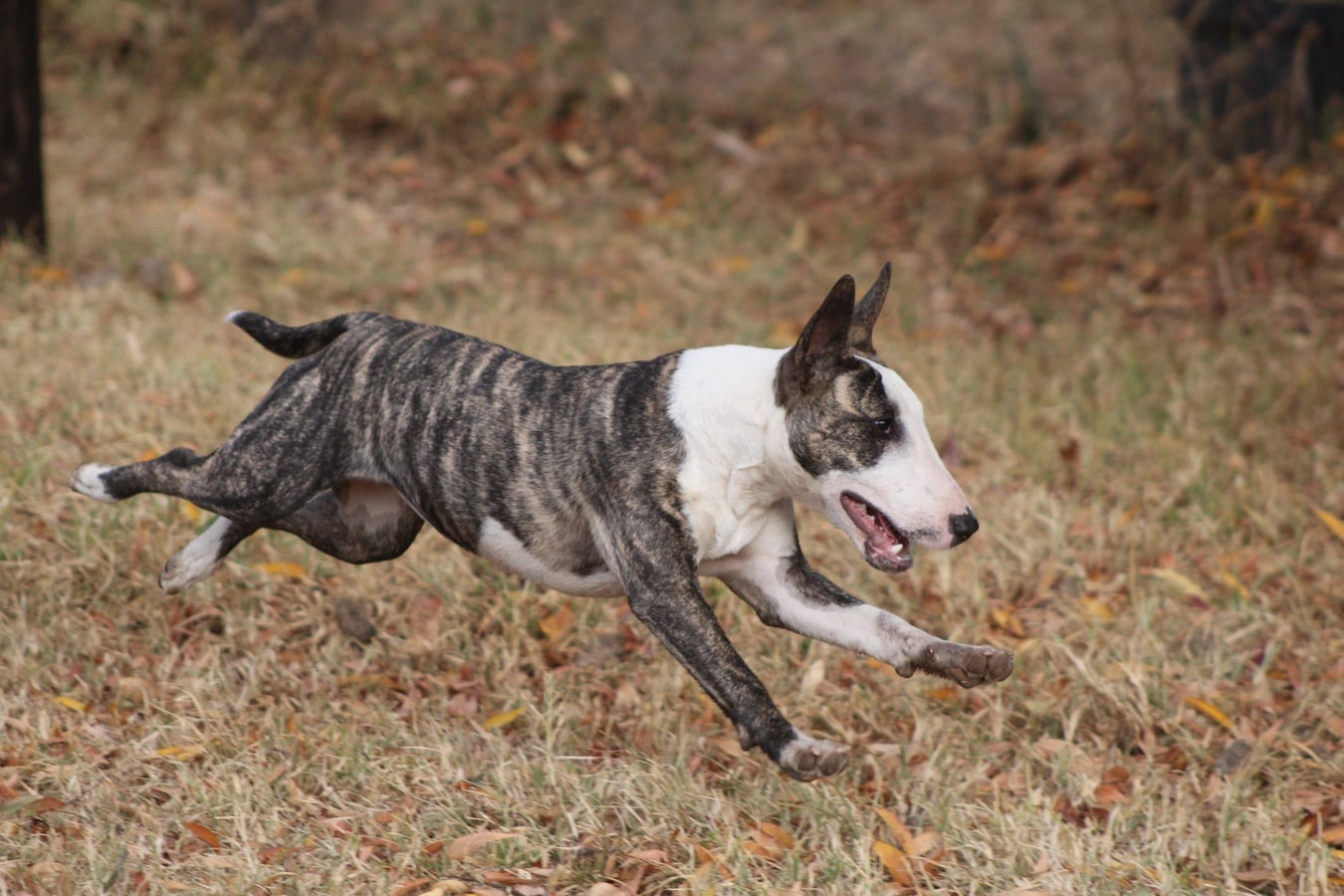 Miniature Bull Terrier Breed Overview