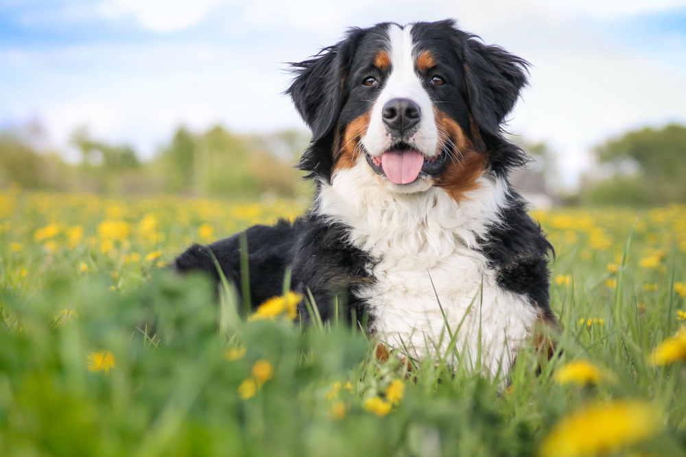 bernese mountain dog in field