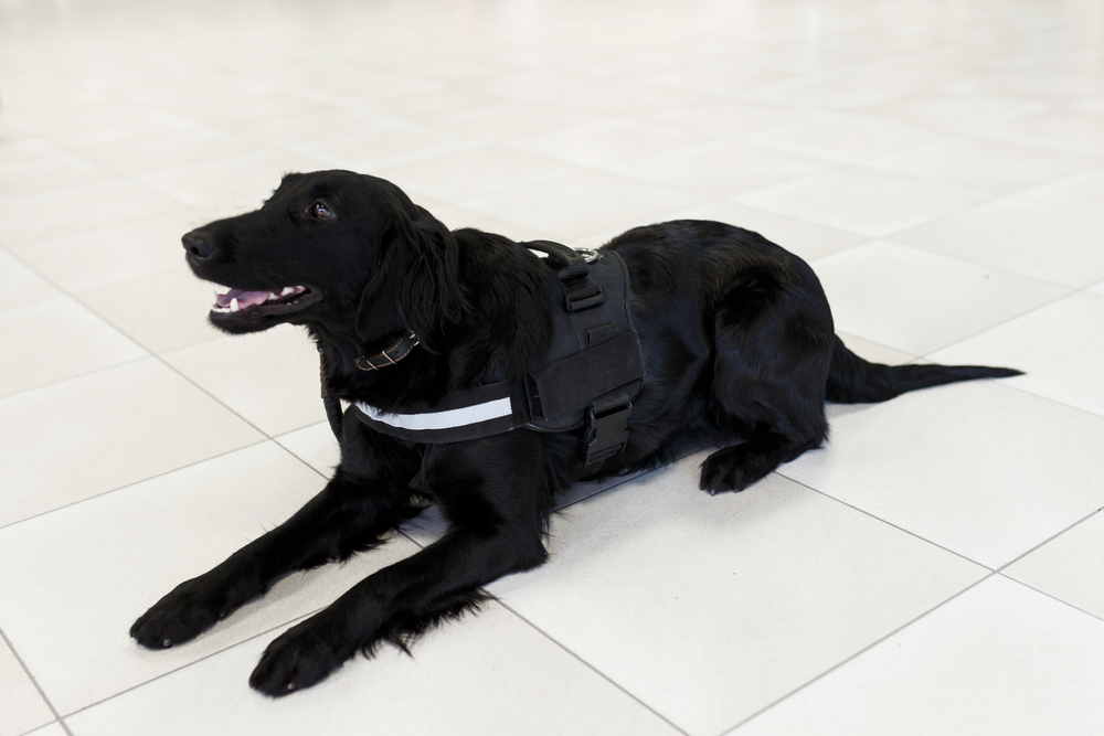 dog sitting on tile floor in service harness